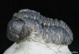 Wide Body Phacops Trilobite on Pedastal #2526-2